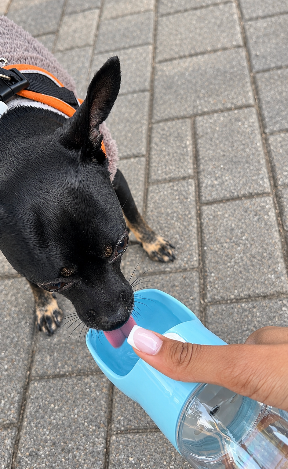 Dog drinking from Oqelia GoCup portable water bottle on a walk